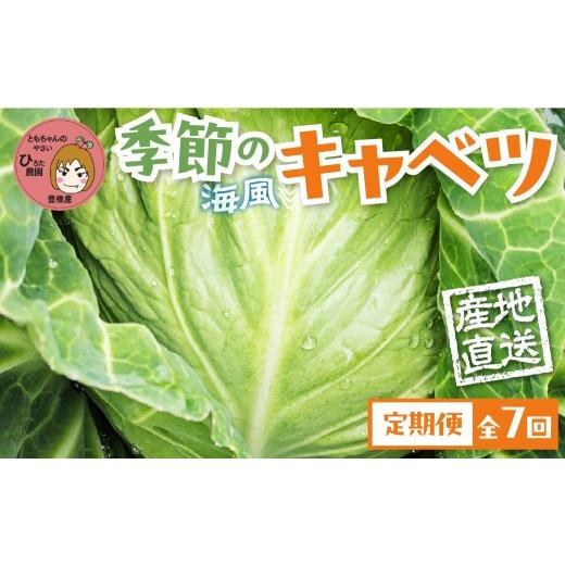 ふるさと納税 野菜類 愛知県 豊橋市 旬のキャベツ 6玉 愛知県豊橋産 海風そだち 潮風 ともちゃんのやさい 7回お届け 直売所で大人気 愛知県 豊橋市 安心野菜 …