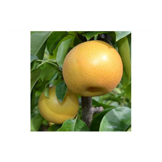 ふるさと納税 梨 和歌山県 美浜町 秋の美味 和歌山の樹上成熟梨 約2kg