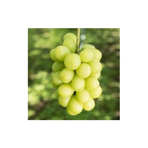 ふるさと納税 ぶどう 長野県 高山村 冬のシャインマスカット 2房 1kgセット クリスマス&amp;お正月 12月下旬発送予定 1680132