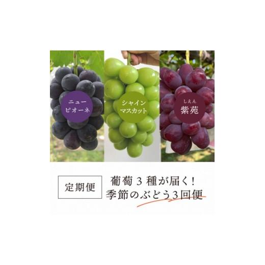 ふるさと納税 ぶどう 岡山県 津山市 発送月固定定期便 2026年先行予約 量も質も満足の葡萄3種が届く ぶどう3回便 (岡山産)全3回 4061985