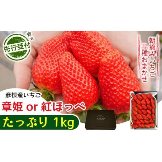 ふるさと納税 いちご 滋賀県 彦根市 先行予約 2026年1月上旬発送 いちご 章姫 or 紅ほっぺ たっぷり 1kg 品種 おまかせ あきひめ べにほっぺ 苺 家庭用 イチ…