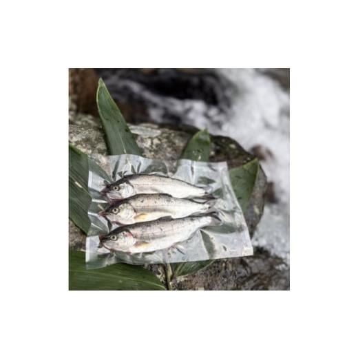 ふるさと納税 旬の鮮魚等 岡山県 美作市 渓流の女王 アマゴ(冷凍12尾入り) 1678912