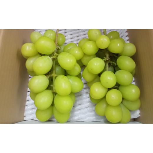 ふるさと納税 ぶどう マスカット 長野県 塩尻市 2026年1月末まで発送してます 訳あり 甘みが増す完熟 氷蔵保存 シャインマスカット約1 kg (2〜3房) | シャイ…