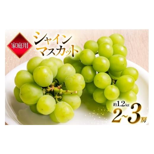 ふるさと納税 ぶどう マスカット 山形県 高畠町 期間限定発送 家庭用 訳あり シャインマスカット 2〜3房 約1.2kg いわた果樹園 山形県 高畠町 tk06ayt400007 …