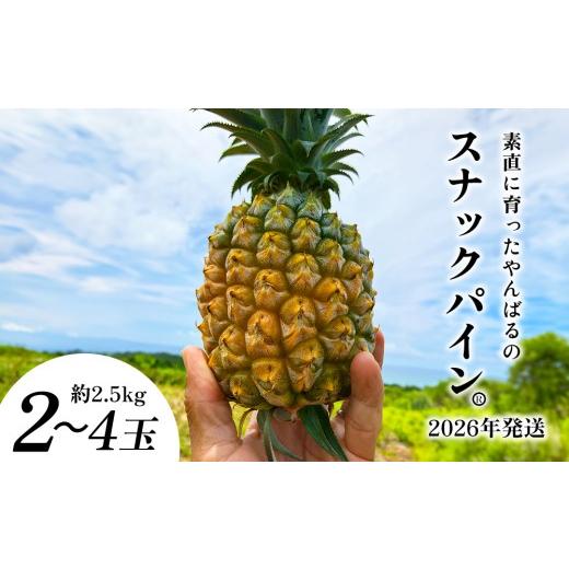 ふるさと納税 果物類 沖縄県 東村 素直に育ったやんばるのスナックパイン 2〜4玉(約2.5kg) 2026年発送 沖縄県産 東村 パイナップル ジューシー 希少 高級フ…