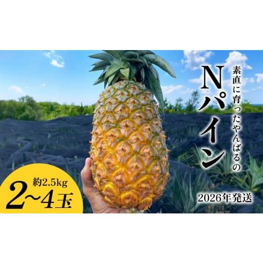 ふるさと納税 果物類 沖縄県 東村 素直に育ったやんばるのNパイン 2〜4玉(約2.5kg) 2026年発送 沖縄県産 東村 パイナップル ジューシー 希少 高級フルーツ …