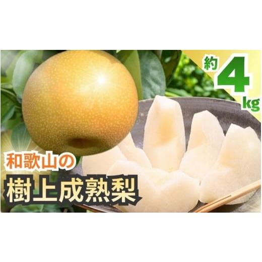 ふるさと納税 梨 和歌山県 由良町 和歌山の樹上成熟梨 約4kg 2026年8月上旬〜9月下旬頃発送予定| 先行予約 果物 フルーツ 甘い MS103 ard203A