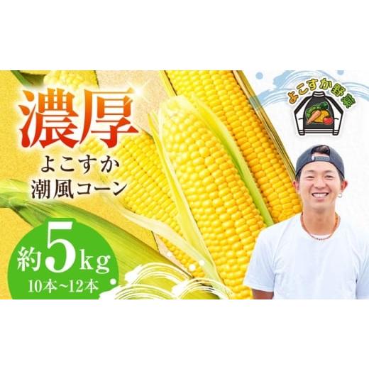 ふるさと納税 とうもろこし 神奈川県 横須賀市 先行予約 数量限定100セット よこすか潮風コーン 10本〜12本 計約5kg 井上農園