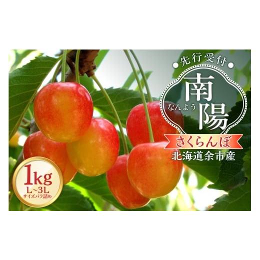 ふるさと納税 果物類 さくらんぼ 北海道 余市町 2026年産 先行予約 北海道余市産 さくらんぼ「南陽」(L〜3Lサイズバラ詰め)500g×2パック