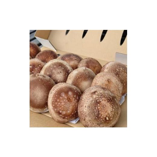 ふるさと納税 野菜類 きのこ 福島県 鮫川村 さめがわドリームきのこ園 肉厚ジャンボしいたけ(800g) 1684145