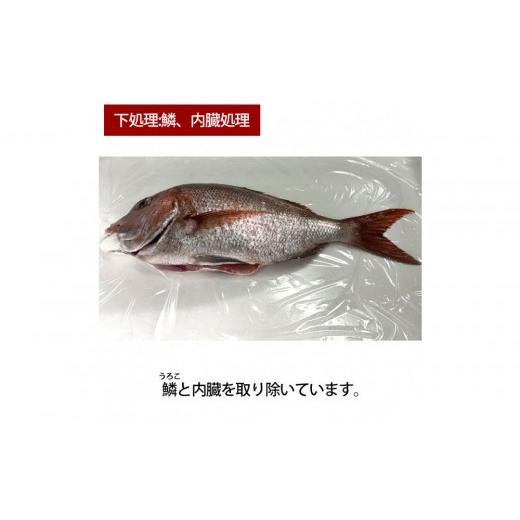 ふるさと納税 魚貝類 鯛 広島県 広島市 鱗、内臓処理 活き締め真鯛1尾(約1kg)タイ たい 刺身 鍋 | 真鯛 鯛 鮮魚 刺身 鍋 国産 高級魚 新鮮 活魚 ギフト お…