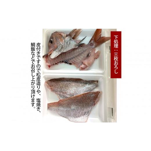 ふるさと納税 魚貝類 鯛 広島県 広島市 三枚おろし皮付き 活き締め真鯛1尾(約1kg)タイ たい 刺身 鍋 | 真鯛 鯛 鮮魚 刺身 鍋 国産 高級魚 新鮮 活魚 ギフト…