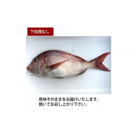 ふるさと納税 魚貝類 鯛 広島県 広島市 下処理なし 活き締め真鯛1尾(約1kg)タイ たい 刺身 鍋 | 真鯛 鯛 鮮魚 刺身 鍋 国産 高級魚 新鮮 活魚 ギフト お取…