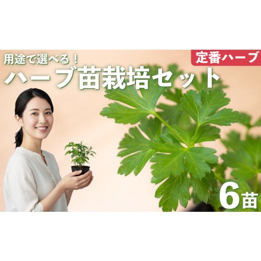 ふるさと納税 花・苗木 埼玉県 羽生市 ハーブ 苗 栽培キット 定番ハーブ 6品種 花苗 苗木 ガーデニング 寄せ植え プランター 土 肥料 付き プレゼント 育成セ…