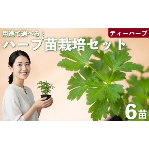 ふるさと納税 花・苗木 埼玉県 羽生市 ハーブ 苗 栽培キット ティーハーブ 6品種 花苗 苗木 ガーデニング 寄せ植え プランター 土 肥料 付き プレゼント 育成…
