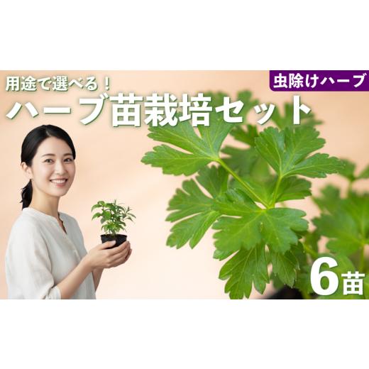 ふるさと納税 花・苗木 埼玉県 羽生市 ハーブ 苗 栽培キット 虫除けハーブ 6品種 花苗 苗木 ガーデニング 寄せ植え プランター 土 肥料 付き プレゼント 育成…