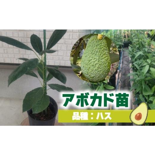 ふるさと納税 野菜類 愛媛県 松山市 アボカド接ぎ木苗 ハス(Aタイプ)1年生中苗1本 |苗 ガーデニング 農業 家庭菜園 野菜 アボカド あぼかど 国産 アボカ…