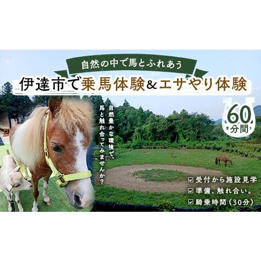ふるさと納税 体験チケット 福島県 伊達市 自然の中で馬とふれあう 伊達市で乗馬体験&エサやり体験 60分 馬 うま 乗馬 初心者 自然 体験 F21C-245