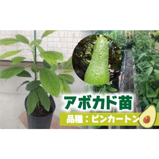 ふるさと納税 野菜類 愛媛県 松山市 アボカド接ぎ木苗 ピンカートン(Aタイプ)1年生中苗1本 |苗 ガーデニング 農業 家庭菜園 野菜 アボカド あぼかど 国産…