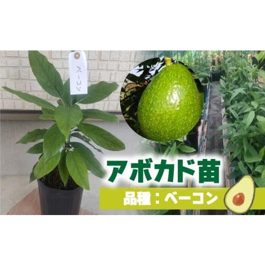 ふるさと納税 野菜類 愛媛県 松山市 アボカド接ぎ木苗 ベーコン(Bタイプ)1年生中苗1本 |苗 ガーデニング 農業 家庭菜園 野菜 アボカド あぼかど 国産 ア…