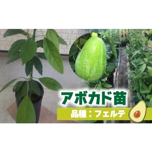 ふるさと納税 野菜類 愛媛県 松山市 アボカド接ぎ木苗 フェルテ(Bタイプ)1年生中苗1本 |苗 ガーデニング 農業 家庭菜園 野菜 アボカド あぼかど 国産 ア…