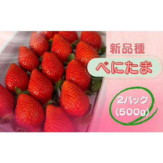 ふるさと納税 いちご 埼玉県 川島町 先行受付 新品種 埼玉オリジナル いちご べにたま 新品種べにたま 2パック(500g)ストロベリーハント