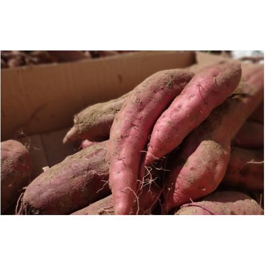 ふるさと納税 野菜類 サツマイモ 宮城県 美里町  予約受付 甘くてしっとり さつまいも(紅はるか) 10kg 11月頃より順次発送予定 ／ さつまいも 芋 お芋 紅はる…の画像