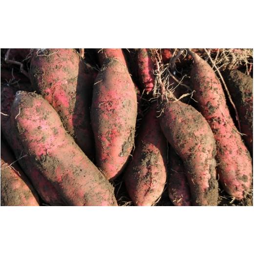 ふるさと納税 野菜類 サツマイモ 宮城県 美里町  予約受付 甘くてしっとり さつまいも(紅はるか) 10kg 11月頃より順次発送予定 ／ さつまいも 芋 お芋 紅はる…の画像