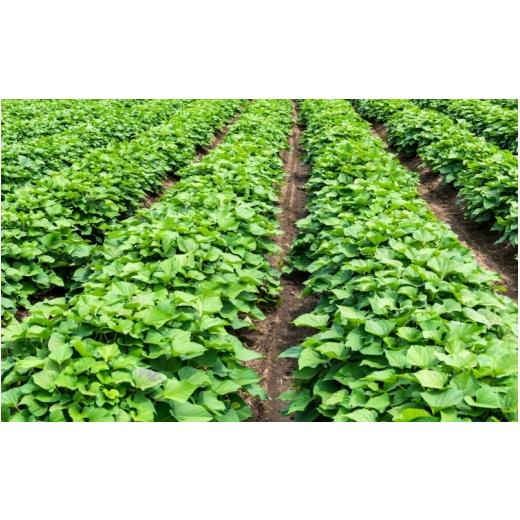 ふるさと納税 野菜類 サツマイモ 宮城県 美里町  予約受付 甘くてしっとり さつまいも(紅はるか) 10kg 11月頃より順次発送予定 ／ さつまいも 芋 お芋 紅はる…の画像