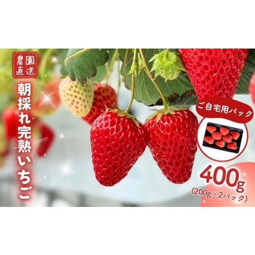 ふるさと納税 いちご 岡山県 西粟倉村 西粟倉村 完熟いちご 自宅用 400g(200g×2)M
