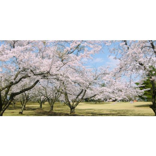 ふるさと納税 アウトドアグッズ 青森県 五戸町  OD-03 フェニックスライズの焚火台「OverDrive3」 1666659の画像