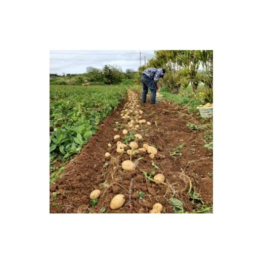 ふるさと納税 野菜類 じゃがいも 鹿児島県 伊仙町 先行予約 2026年2月中旬発送 伊仙町 特産品 有機栽培 ばれいしょ 約5kg 1474129