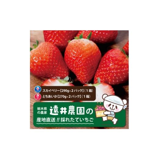 ふるさと納税 いちご 栃木県 小山市 発送月固定定期便 遠井農園のいちご食べ比べ定期便全4回 4074876