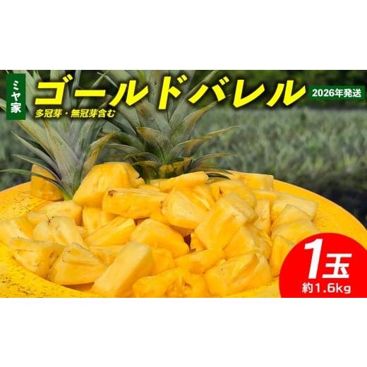 ふるさと納税 果物類 沖縄県 東村 ミヤ家 ゴールドバレル 1玉(約1.6kg)多冠芽・無冠芽含む 2026年発送 沖縄県産 東村 パイナップル ジューシー 希少 高級…