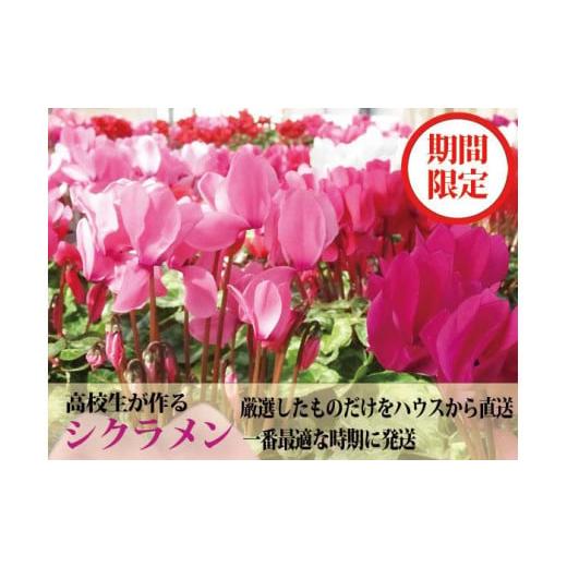 ふるさと納税 花・苗木 熊本県 阿蘇市 期間限定 阿蘇の高校生が愛情込めて育てたシクラメン(5号鉢)