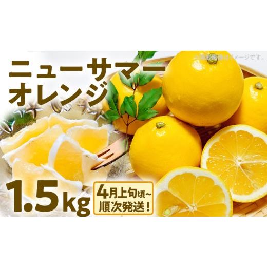 ふるさと納税 みかん・柑橘類 福岡県 古賀市 期間限定 ニューサマーオレンジ 日向夏 オレンジ フルーツ 果物 くだもの 1.5kg 柑橘 甘い 濃厚 ジューシー 産地…