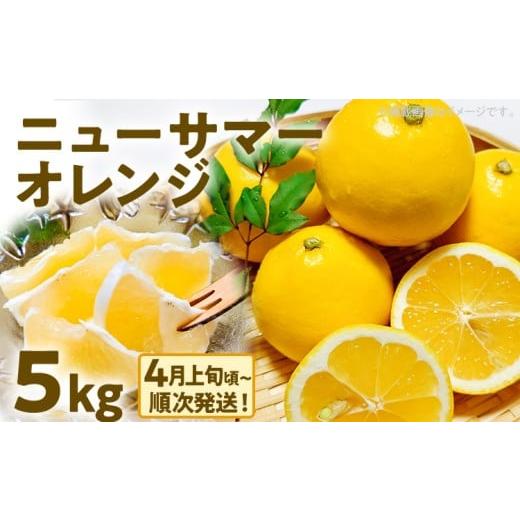 ふるさと納税 みかん・柑橘類 福岡県 古賀市 期間限定 ニューサマーオレンジ 日向夏 オレンジ フルーツ 果物 くだもの 5kg 柑橘 甘い 濃厚 ジューシー 産地直…