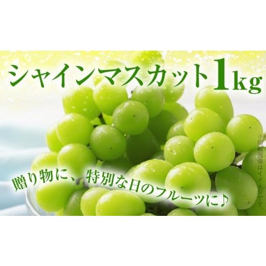 ふるさと納税 ぶどう マスカット 福岡県 古賀市 期間限定 シャインマスカット マスカット フルーツ ぶどう 葡萄 ブドウ 果物 くだもの 甘い 濃厚 ジューシー …