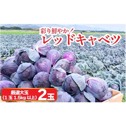 ふるさと納税 野菜類 徳島県 阿波市 キャベツ レッドキャベツ 厳選 大玉 2玉 (1玉1.5kg以上) 採れたて 紫キャベツ 産地直送 農家直送 新鮮 旬 サラダ 餃子 マ…