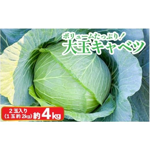 ふるさと納税 野菜類 徳島県 阿波市 キャベツ 大玉キャベツ 2玉 4kg (1玉約2kg) 採れたて 産地直送 農家直送 新鮮 旬 サラダ 餃子 お好み焼き ロールキャベツ …