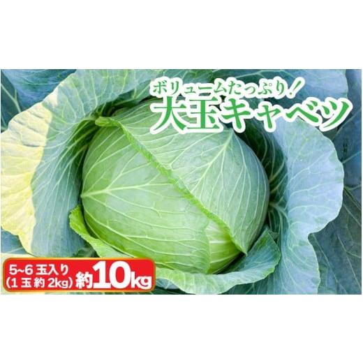 ふるさと納税 野菜類 徳島県 阿波市 キャベツ 大玉キャベツ 10kg 5~6玉 (1玉約2kg) 採れたて 産地直送 農家直送 新鮮 旬 サラダ 餃子 お好み焼き ロールキャベ…