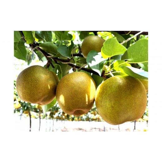 ふるさと納税 梨 鳥取県 北栄町 1121. 2026年度発送先行予約 数量限定 新甘泉 5kg