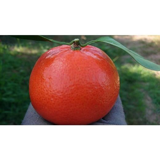 ふるさと納税 果物類 みかん 佐賀県 太良町 新宮みかん園 みはや 4kg×1(S~2L) みかん ミカン 蜜柑 完熟みかん 柑橘 柑橘類 ジューシー 甘い 完熟 甘熟 果物 …