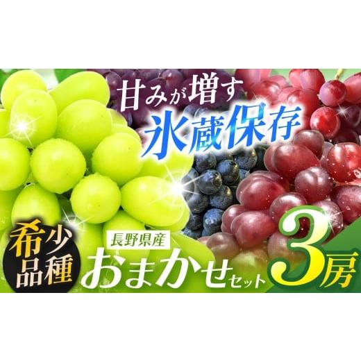 ふるさと納税 ぶどう マスカット 長野県 塩尻市 2026年1月末まで発送してます 希少品種 甘みが増す完熟 氷蔵保存 おまかせ3房 シャインマスカット1房と旬の…