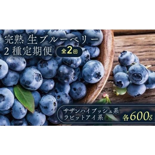 ふるさと納税 果物類 高知県 南国市 全2回定期便 完熟生ブルーベリー 2種(サザンハイブッシュ系、ラビットアイ系)各600g(100g×6パック) | 2026年発送 …