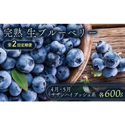 ふるさと納税 果物類 高知県 南国市 全2回定期便 完熟生ブルーベリー (サザンハイブッシュ系)各600g(100g×6パック) | 2026年発送 定期便 早期予約 農家…