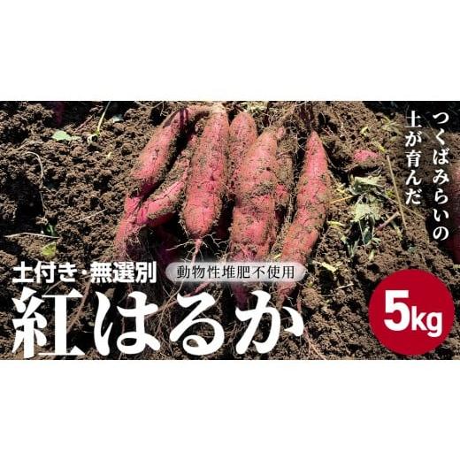 ふるさと納税 野菜類 サツマイモ 茨城県 つくばみらい市 茨城県産 紅はるか 5kg 土付き 無選別 熟成 さつまいも 生芋 芋 サツマイモ 甘い 焼き芋 スイートポテ…