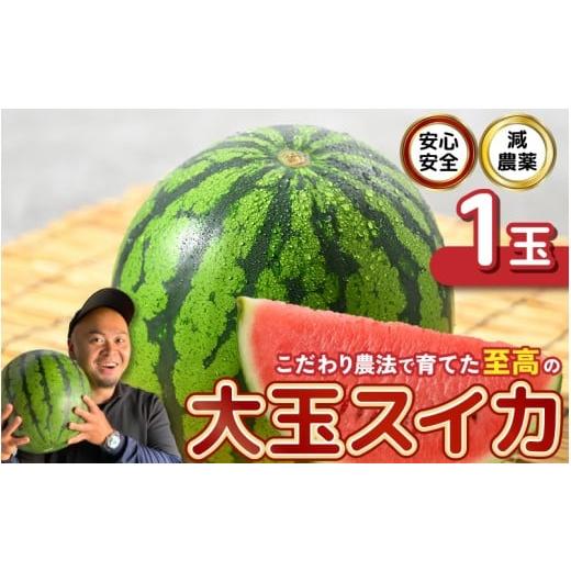 ふるさと納税 スイカ 福井県 坂井市 先行予約 安心安全 減農薬 こだわり農法で育てた至高の大玉スイカ 1玉 2026年6月中旬以降順次発送予定 スイカ 西瓜 すい…
