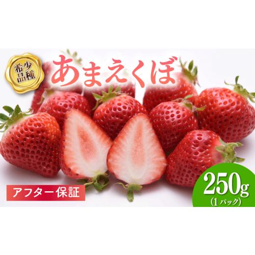 ふるさと納税 いちご 高知県 宿毛市 いちご 1パック(250g) 2026年1-3月発送 1パック (250g)