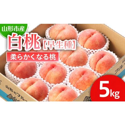 ふるさと納税 もも 山形県 山形市 山形市産 白桃 早生種 「三郷・まどか・陽夏妃」柔らかくなる桃 5kg (13玉〜18玉) 令和8年産先行予約 FS25-125 くだもの 果…